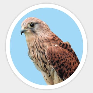 Bird of prey photograph Sticker